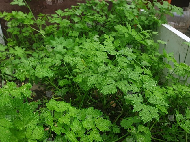 欧芹幼苗，新鲜欧芹