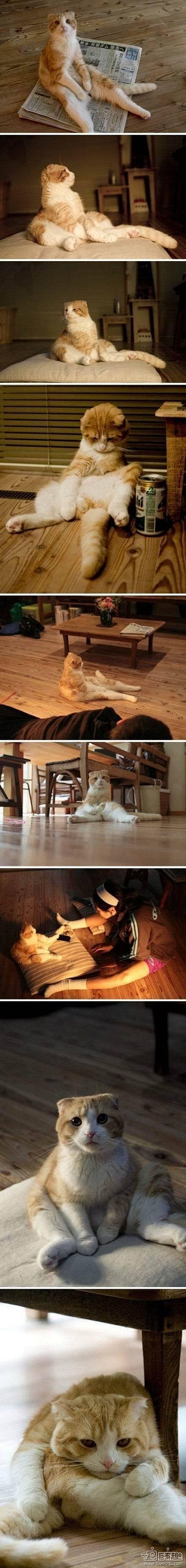 一只喜欢坐着思考猫生的喵喵