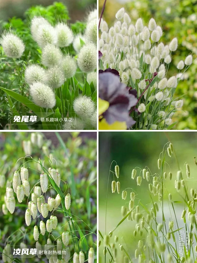 园艺师常用18种花境观赏草庭院花材分享-花瓣网