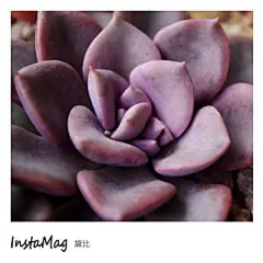 莹莹鲁的多肉名片