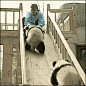 熊猫滑滑梯打滚什么的最可爱了 - 飞飞