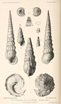 各种螺的壳参考，手绘、刺绣都适用-《地质系第三纪软体动物名录》 ​​​​