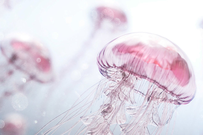 Jellyfish Rise : In ...