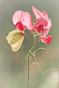 香豌豆
