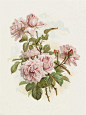 Paul de Longpre 1855-1911.Pink Roses; La France Roses、