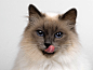 Animal, Cat, Cute, Himalayan Cat wallpaper preview