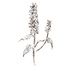 玲玲乌拉采集到手绘稿植物免扣素材