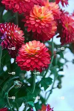 秋季 Őszí花 花壁纸 叙利亚的穆斯林 花卉背景 植物区系 颜色