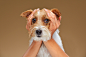 animal canine dog dogs domestic Pet puppy