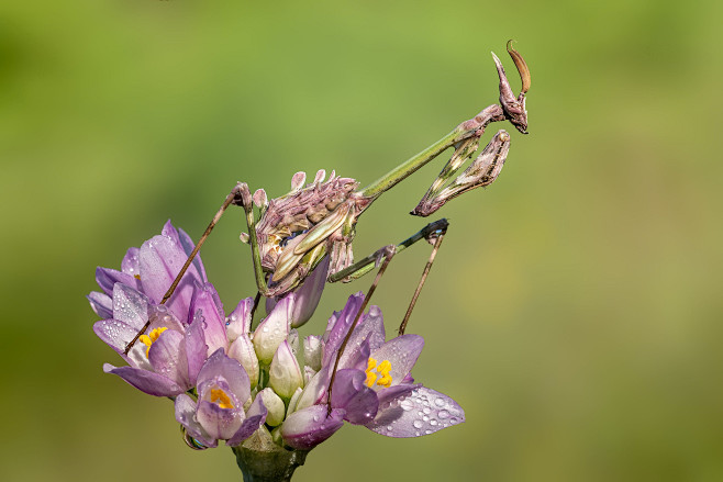 94)Empusa pennata (Thunberg, 1815)