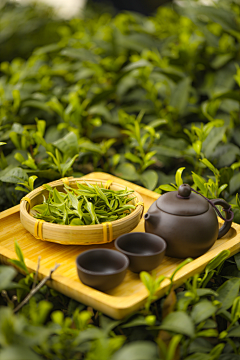 循山野清风采集到茶