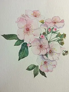 水彩---樱花-梨花-桃花-海棠花、梅花 - 高清图片，堆糖，美图壁纸兴趣社区