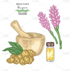 生姜根, 叶子和花设置。医疗设备收集。向量例证手画了.