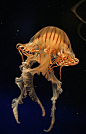 Jellyfish or jellies are typified as free-swimming marine animals consisting of a gelatinous umbrella-shaped bell and trailing tentacles. The bell can pulsate for locomotion, while stinging tentacles can be used to capture prey. Jellyfish are found in eve
