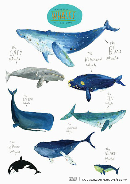 有关鲸鱼的主题插画