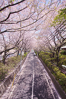 SAKURA祭采集到sakura