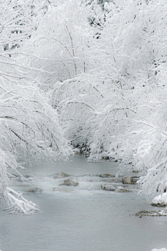 柚天谕采集到雪乡冬季滑雪图片