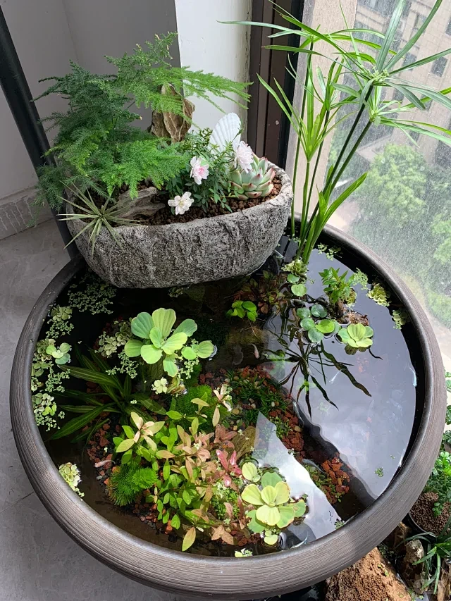 古法生态缸清单-花瓣网