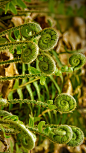 山谷瀑布公园内的蕨菜，美国康涅狄格州 (© Holcy/Getty Images)
在这个温暖的季节里，悠闲漫步野外的你，也许有幸能够发现这些嫩绿清新的蕨菜，这些蕨菜就像新生儿一样，刚刚发出嫩嫩的芦笋般的芽儿，显得异常娇嫩可人。蕨类植物的芽儿是可食用的，当它们长大后，叶片就会如同盛开的鲜花一样层层展开，绿的让人放心！