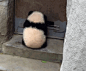 Panda Door GIF