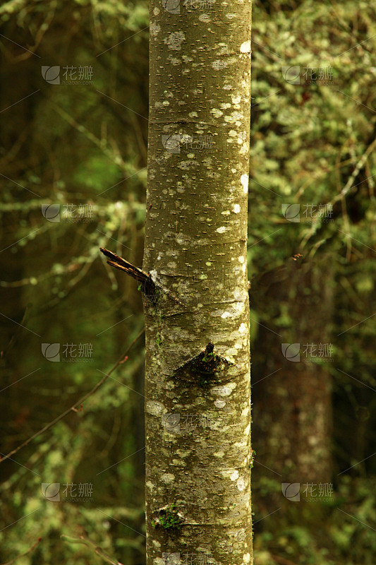 森林,美国西北太平洋地区,红桤树,自然,垂直画幅,植物,美国,华盛顿州,无人,户外