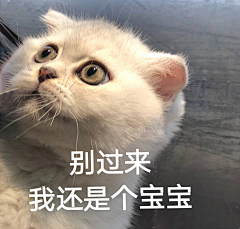 铭集采集到表情包❤