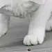 ※極地飛雪※