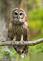 Photograph Barred Owl by Axel Hildebrandt on 500px