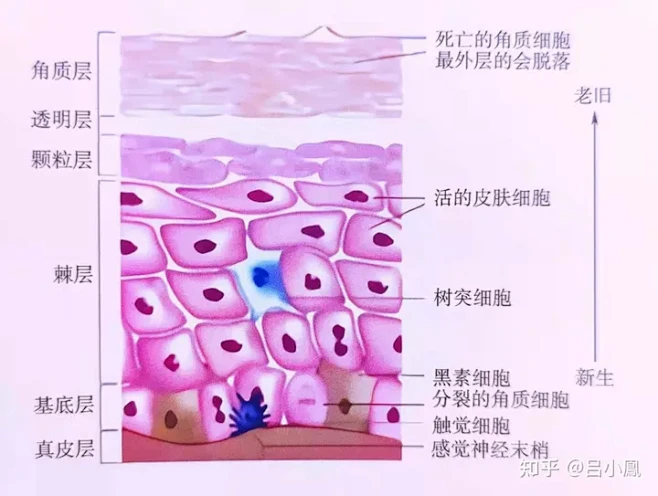 皮肤组织结构--角质层 : 图1 表皮层结构图 上一篇文章介绍了表皮层的结构： https://zhuanlan.zhihu.com/p ...