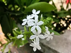 白花丹