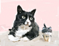 #淘宝店：速写爱宠# #狗狗# #画狗# #画猫#  #猫# #狗# #汪星人# #喵星人# #猫咪# #可爱# #宠物# #萌# #萌宠# #宠物画像# #铲屎官# #猫粮# #狗粮# #哈士奇# #拉布拉多# #金毛# #泰迪# #柯基# #雪纳瑞# #边牧# #秋田# #柴犬# 博美# #吸猫# #布偶猫# #阿拉斯加#