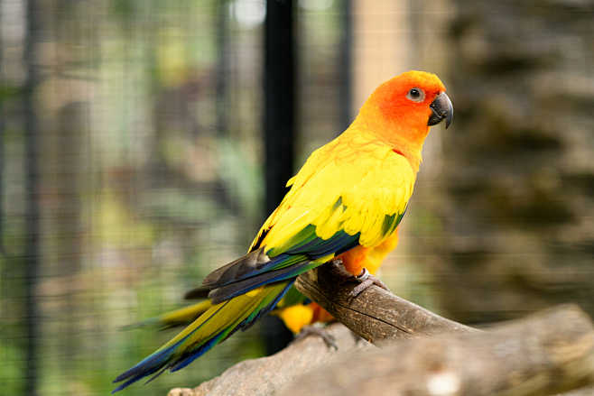 金黄鹦哥aratingasolstitialis鹦形目鹦鹉科锥尾鹦鹉属