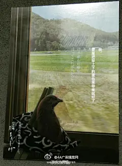 这是日本一家烤鸡肉串店的海报，太感人了，看完觉得不吃一串都对不起它的长途爬涉。via黒之契约者