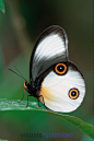 **Amathusiid Butterfly (Taenaris catops)