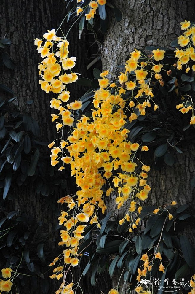聚石斛 Dendrobium lindl...
