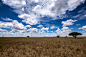 Serengeti landscape by Nitin Vyas on 500px