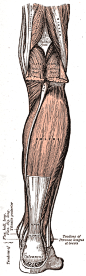 Illustrations. Fig. 438. Gray, Henry. 1918. Anatomy of the Human Body.