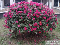 全中文昵称采集到植物品种