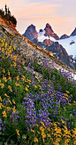 Alpine Flowers