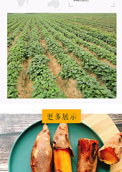虚己游世22采集到蜜薯