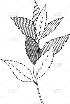 草本,叶子,黑白图片,薄荷,草图,配方,清新,食品,花,烹调
