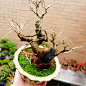 怡景园 日本小品山桑 花果盆景 微型盆栽 实物拍摄1-淘宝网