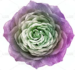 紫绿色的玫瑰花在黑色孤立的背景上。特写镜头。大自然。