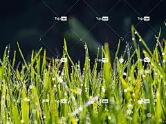 饭 花朵 叶 绿色 花壁纸 黄色 阳光 昆虫 花 蜜蜂 花园