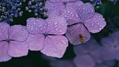壁纸_百度图片搜索