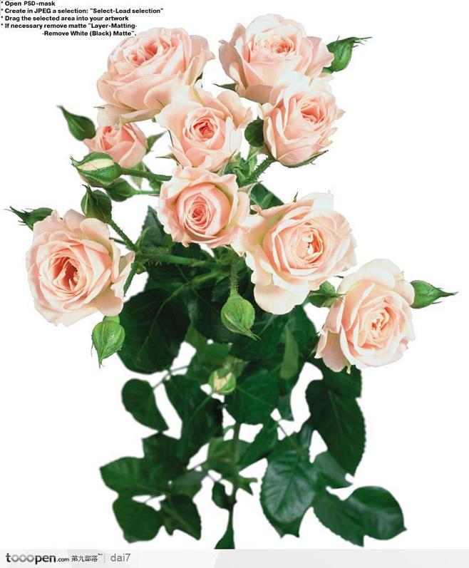 玫瑰花束-一束粉色玫瑰