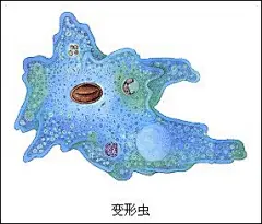 始终不存在核仁和细胞壁结构的是 A乳酸菌B蓝藻C支原体D变形虫 答案为C，为什么？_百度知道