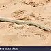 Leioheterodon modestus (GÜNTHER, 1863)褐滑猪鼻蛇