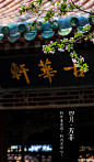  轩外春花情，轩内古华心。#紫禁城岁时#飞絮蒙蒙中，四月将尽，群芳暂歇。桃李海棠，丁香牡丹，次第开落，待芬芳散去，始觉春去，夏将至。人间景象万般旖旎，念怀【四月•芳菲】。 