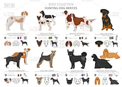 白色,分离着色,平坦的,猎犬,纯种犬,梗犬,运动,法国,狗,收集
